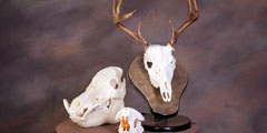 skull taxidermy