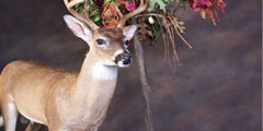 deer taxidermy