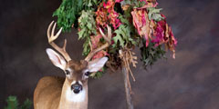 deer taxidermy