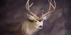 deer taxidermy