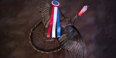 turkey taxidermy