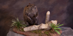 beaver taxidermy