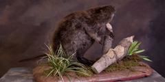 beaver taxidermy