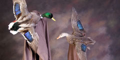 waterfowl taxidermy