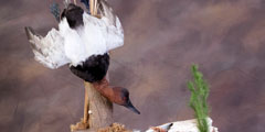 waterfowl taxidermy